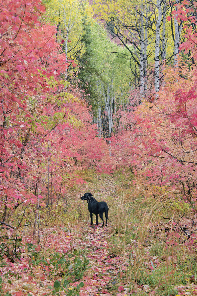 A black labrador retriever dog in autumn woodland. Tall trees with red and green foliage.