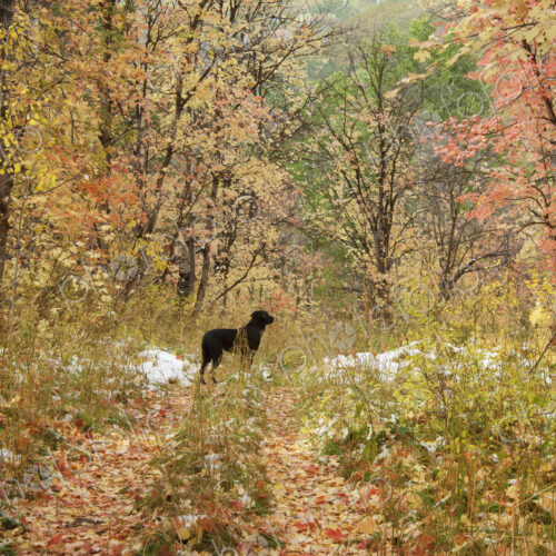 A black labrador retriever dog, in maple tree woodland in winter. Snow patches and…