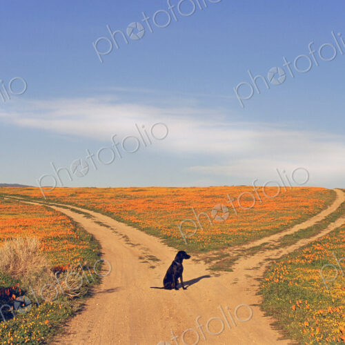A black labrador retriever dog sitting at a fork in the road, where the path divides.