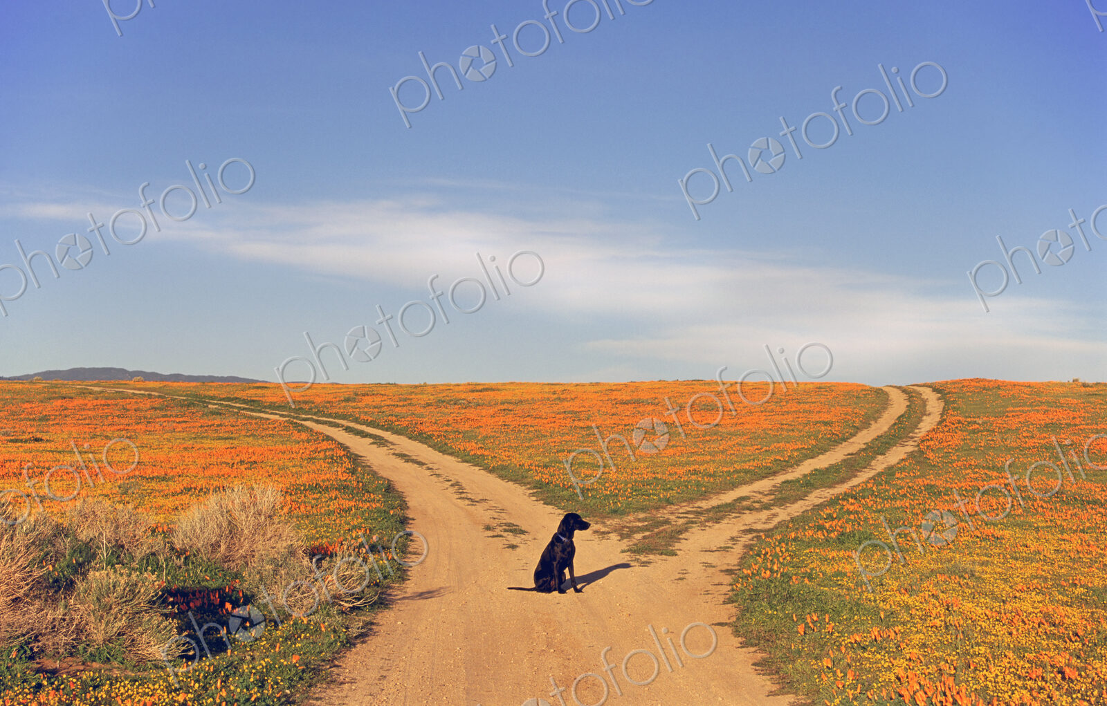 A black labrador retriever dog sitting at a fork in the road, where the path divides.