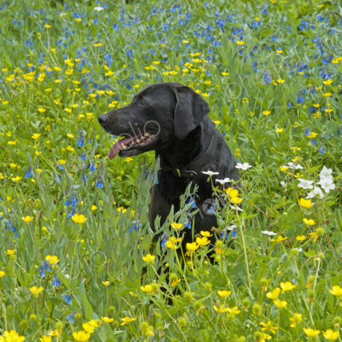 A black labrador retriever dog sitting in a meadow of tall grasses and yellow wild… A black labrador retriever dog sitting in a meadow of tall grasses and yellow wild…