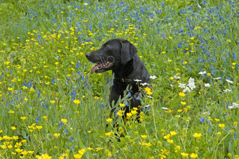 A black labrador retriever dog sitting in a meadow of tall grasses and yellow wild…