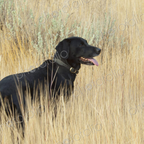 A black labrador retriever dog standing in the long grass. A black labrador retriever dog standing in the long grass.
