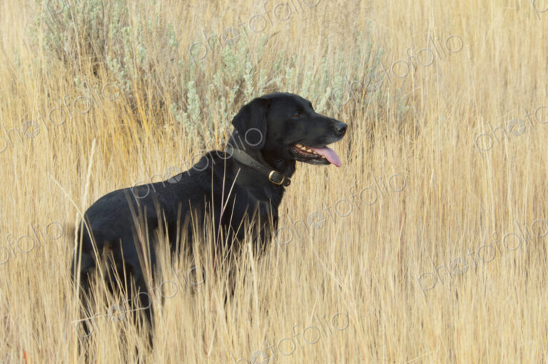 A black labrador retriever dog standing in the long grass.
