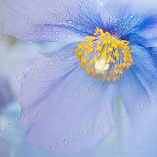 A blue poppy flower, close up with rain drops on the petals. A blue poppy flower, close up with rain drops on the petals.