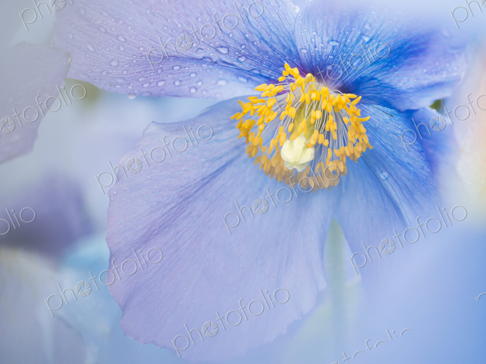 A blue poppy flower, close up with rain drops on the petals.