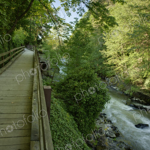 A boardwalk along a river in a park on the Tumwater River with green trees and ivy,… A boardwalk along a river in a park on the Tumwater River with green trees and ivy,…