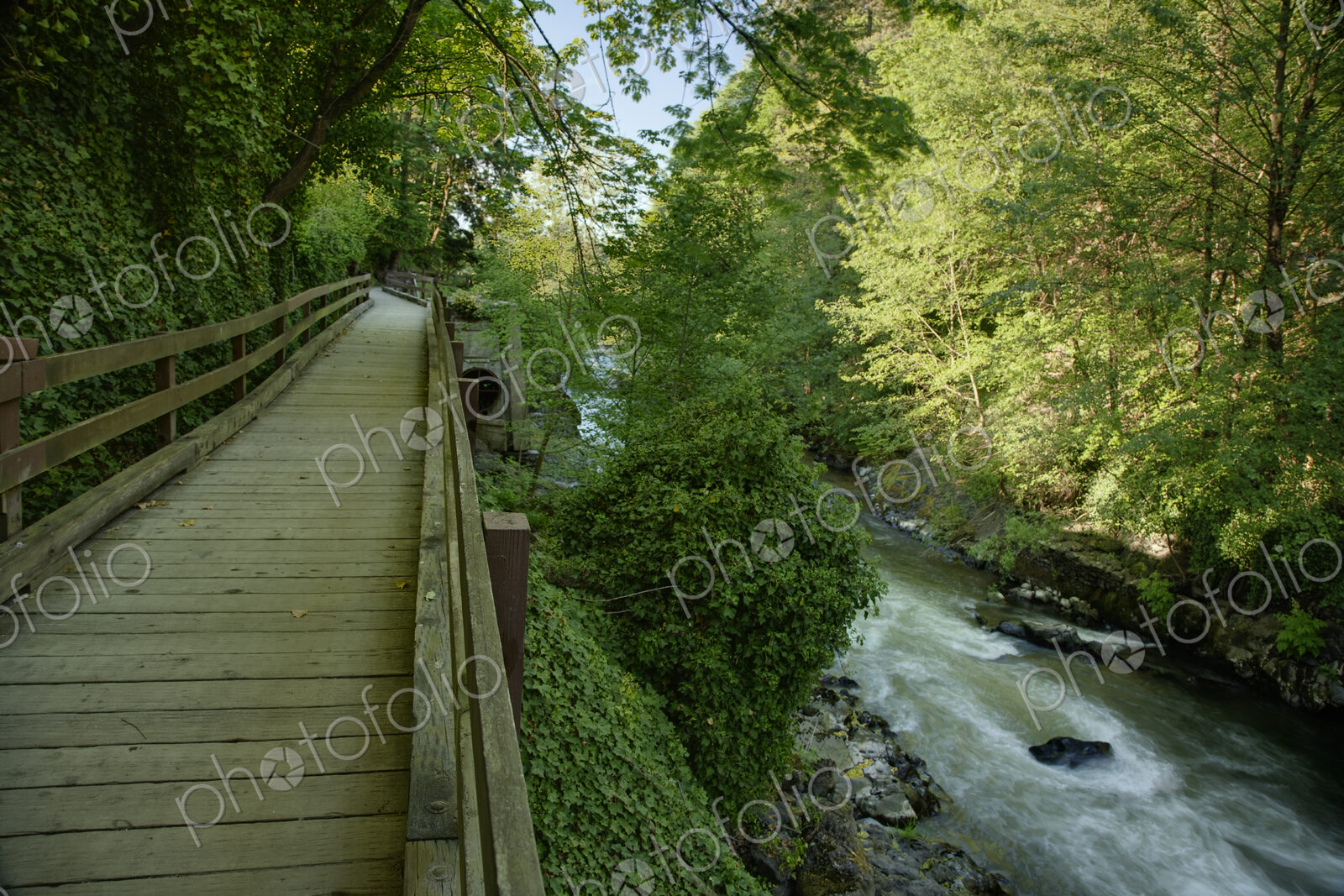 A boardwalk along a river in a park on the Tumwater River with green trees and ivy,…