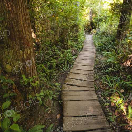 A boardwalk through woodland, the understorey of the plants under the trees.