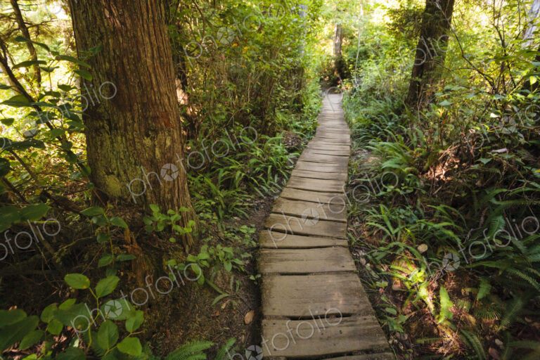 A boardwalk through woodland, the understorey of the plants under the trees.