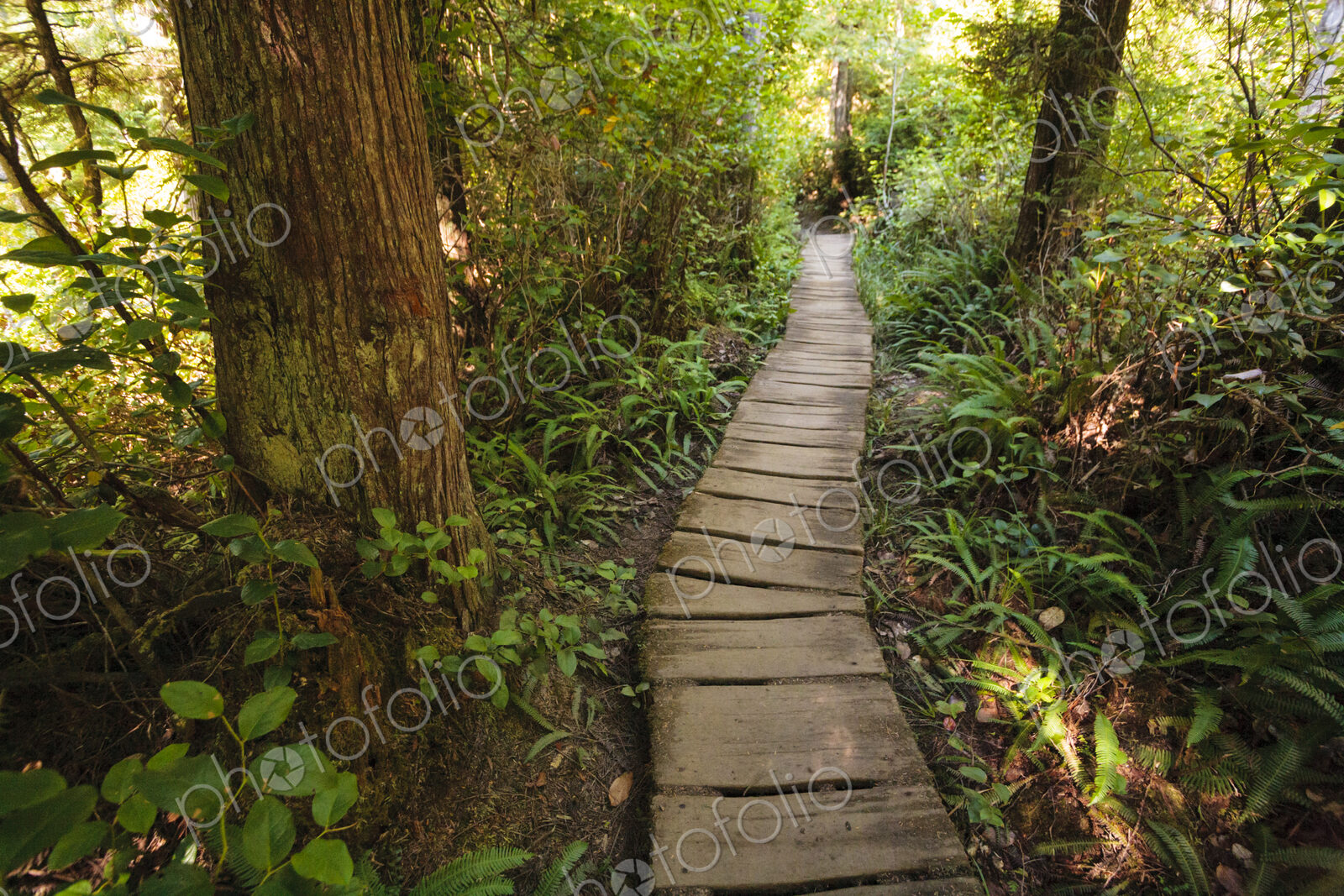 A boardwalk through woodland, the understorey of the plants under the trees.