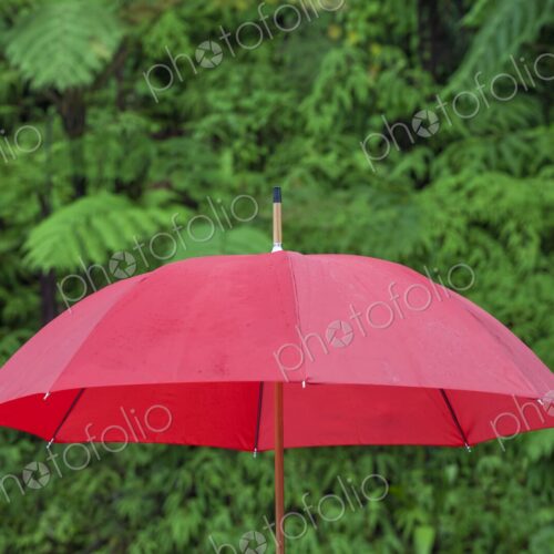 A bold red umbrella stands out vividly against the lush green backdrop of El Yunque… A bold red umbrella stands out vividly against the lush green backdrop of El Yunque…