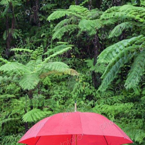 A bold red umbrella stands out vividly against the lush green backdrop of El Yunque… A bold red umbrella stands out vividly against the lush green backdrop of El Yunque…