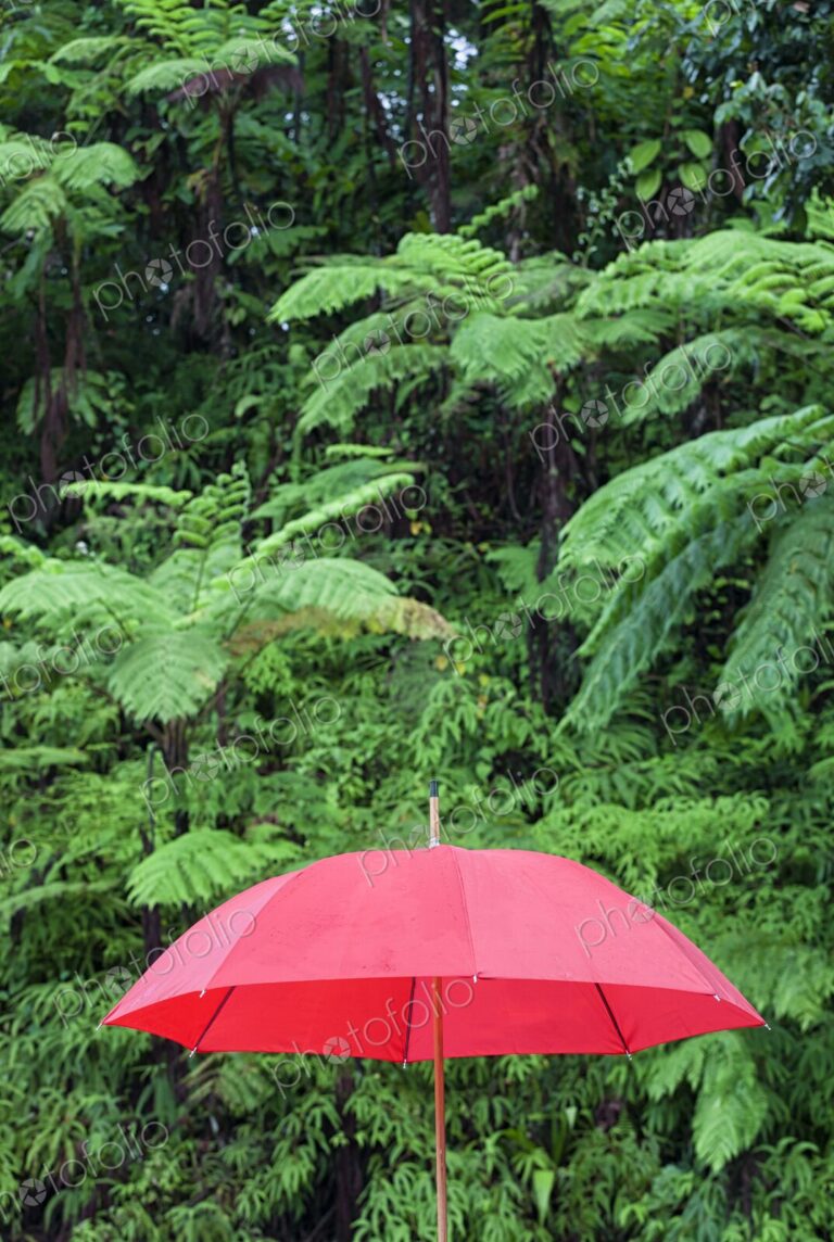 A bold red umbrella stands out vividly against the lush green backdrop of El Yunque…