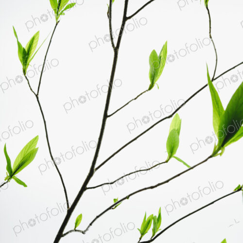 A branch with a pattern of slender twigs leading off the central branch, with green… A branch with a pattern of slender twigs leading off the central branch, with green…