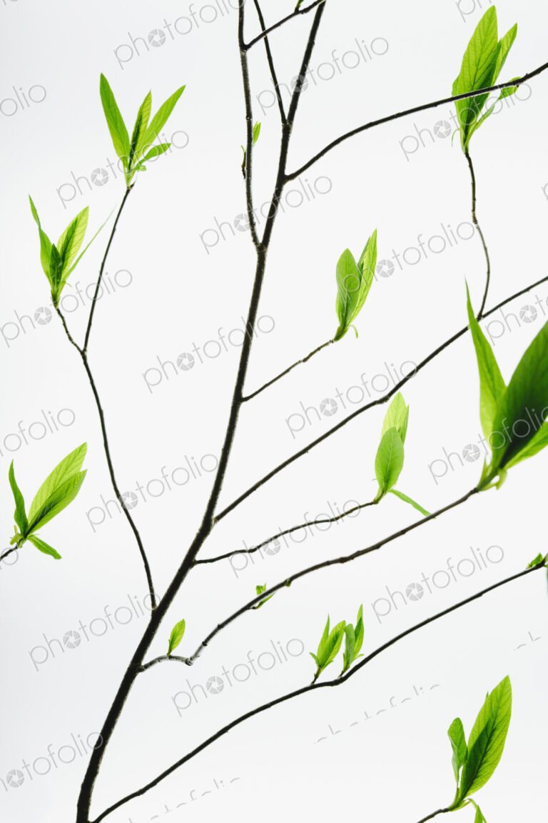 A branch with a pattern of slender twigs leading off the central branch, with green…