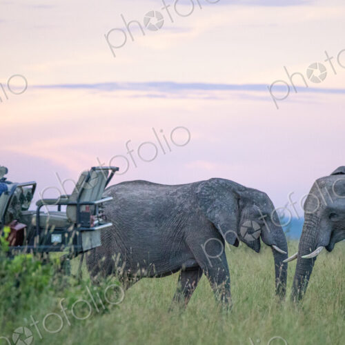 A breeding heard of elephant, Loxodonta, walking past a safari vehicle. A breeding heard of elephant, Loxodonta, walking past a safari vehicle.