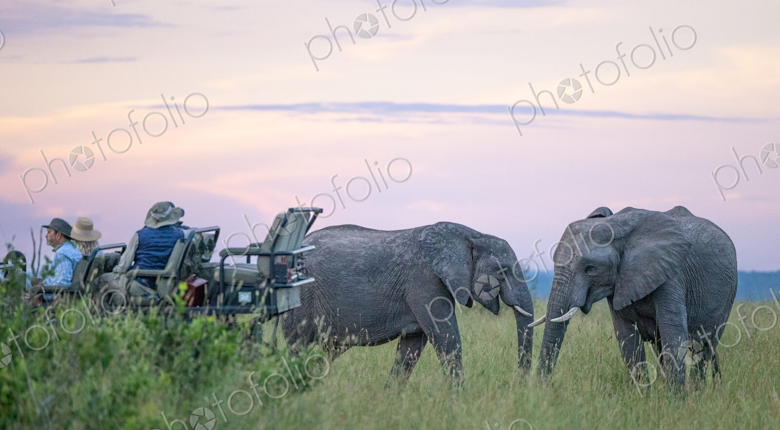 A breeding heard of elephant, Loxodonta, walking past a safari vehicle.