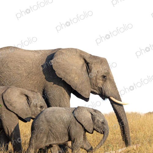 A breeding heard of elephant, Loxodonta, walking through long grass. A breeding heard of elephant, Loxodonta, walking through long grass.