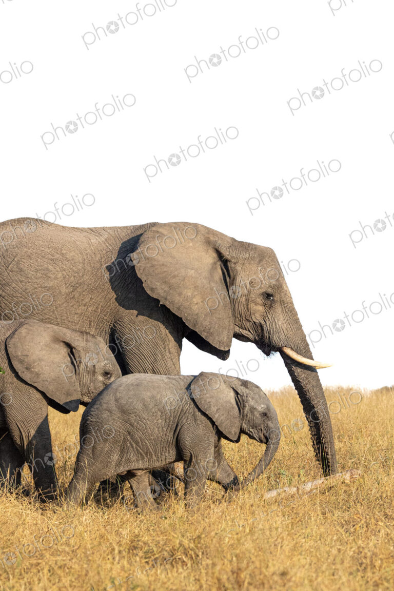 A breeding heard of elephant, Loxodonta, walking through long grass.