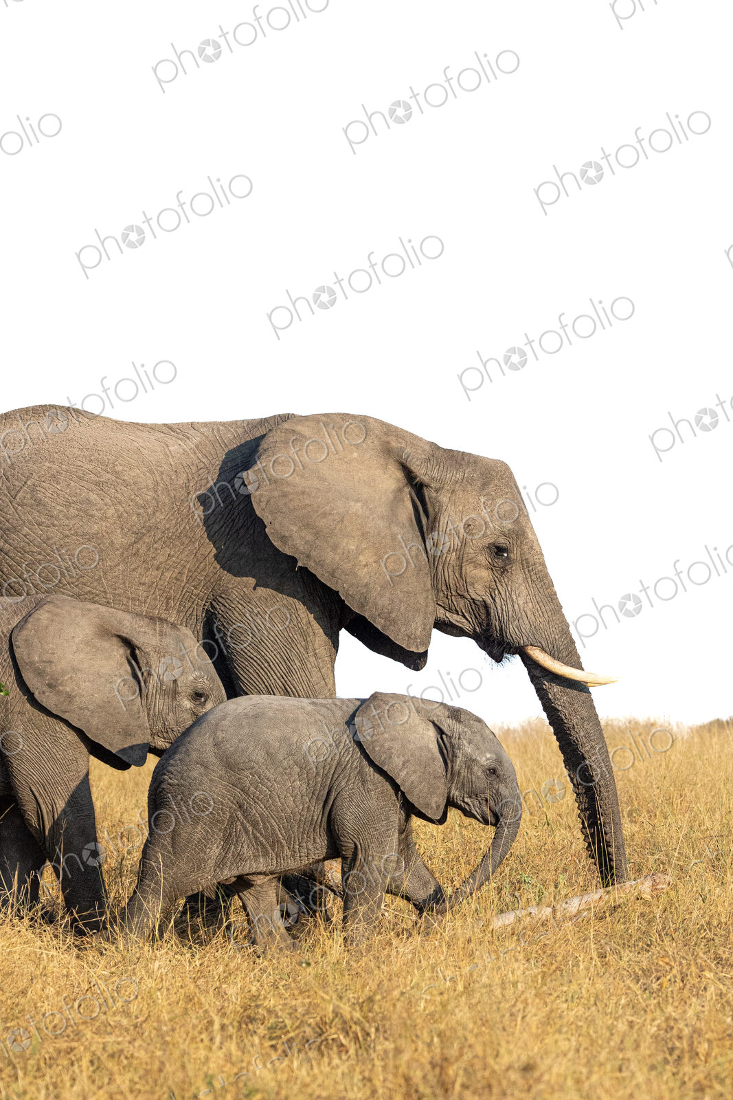 A breeding heard of elephant, Loxodonta, walking through long grass.