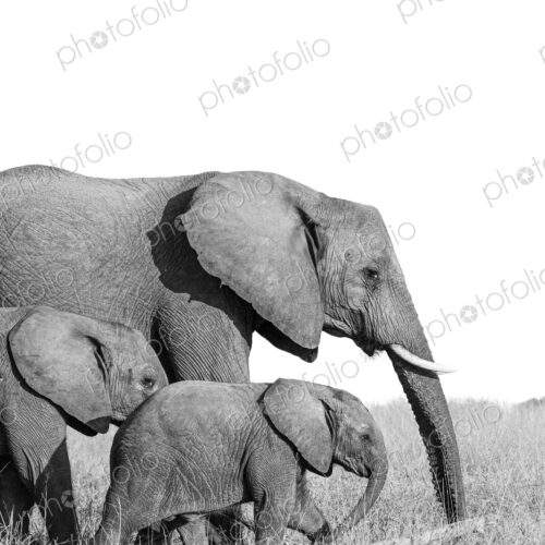 A breeding heard of elephant, Loxodonta, walking through long grass, in black and white. A breeding heard of elephant, Loxodonta, walking through long grass, in black and white.
