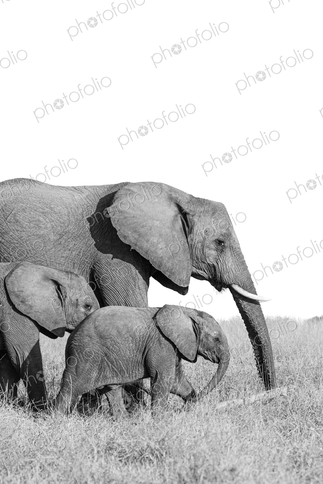 A breeding heard of elephant, Loxodonta, walking through long grass, in black and white.