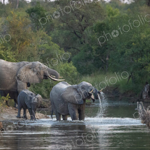 A breeding herd of elephant, Loxodonta, swimming and drinking in a river. A breeding herd of elephant, Loxodonta, swimming and drinking in a river.