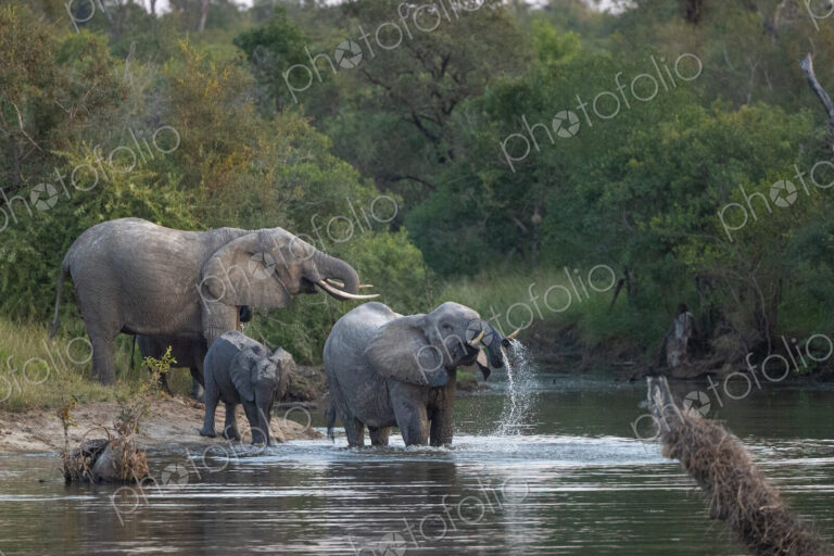 A breeding herd of elephant, Loxodonta, swimming and drinking in a river.
