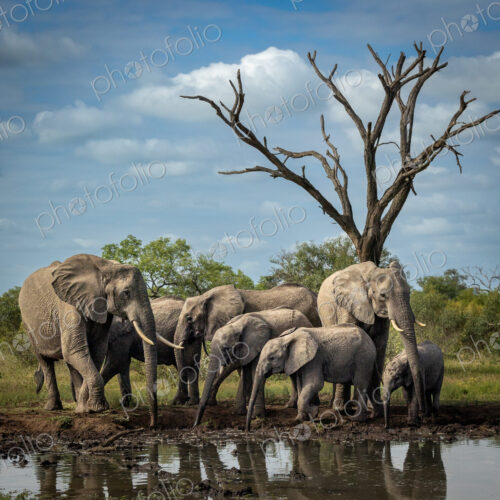 A breeding herd of elephants, Loxodonta africana, drinking at a dam. A breeding herd of elephants, Loxodonta africana, drinking at a dam.
