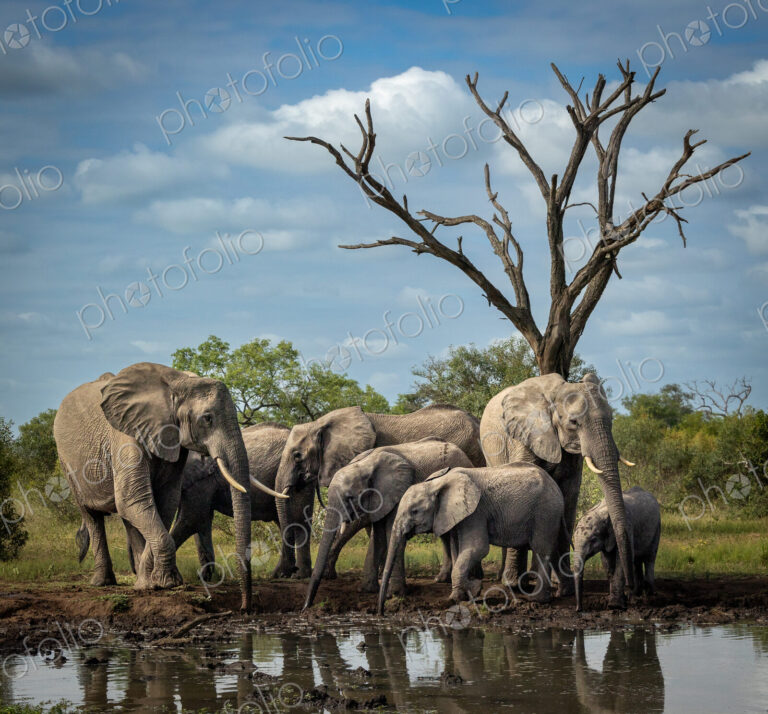 A breeding herd of elephants, Loxodonta africana, drinking at a dam.