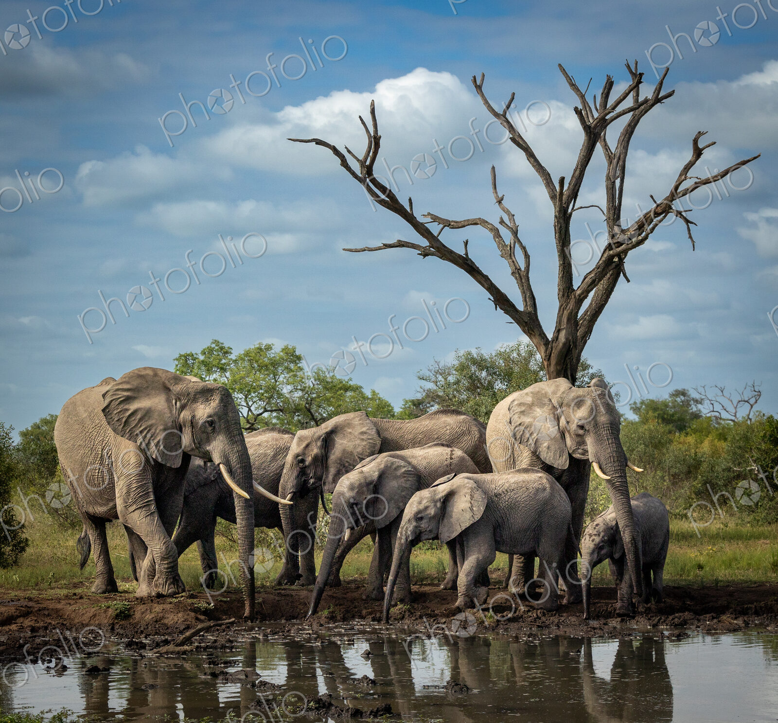 A breeding herd of elephants, Loxodonta africana, drinking at a dam.