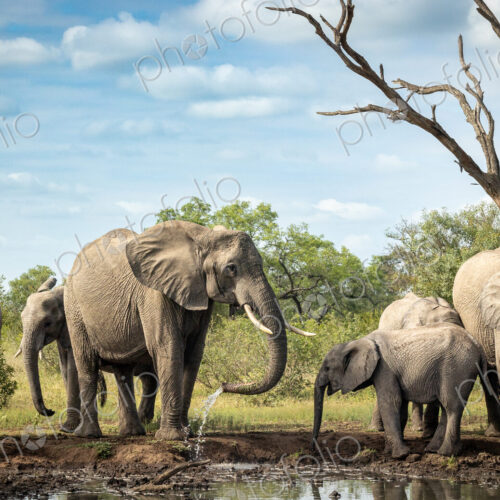 A breeding herd of elephants, Loxodonta africana, drinking at a dam. A breeding herd of elephants, Loxodonta africana, drinking at a dam.
