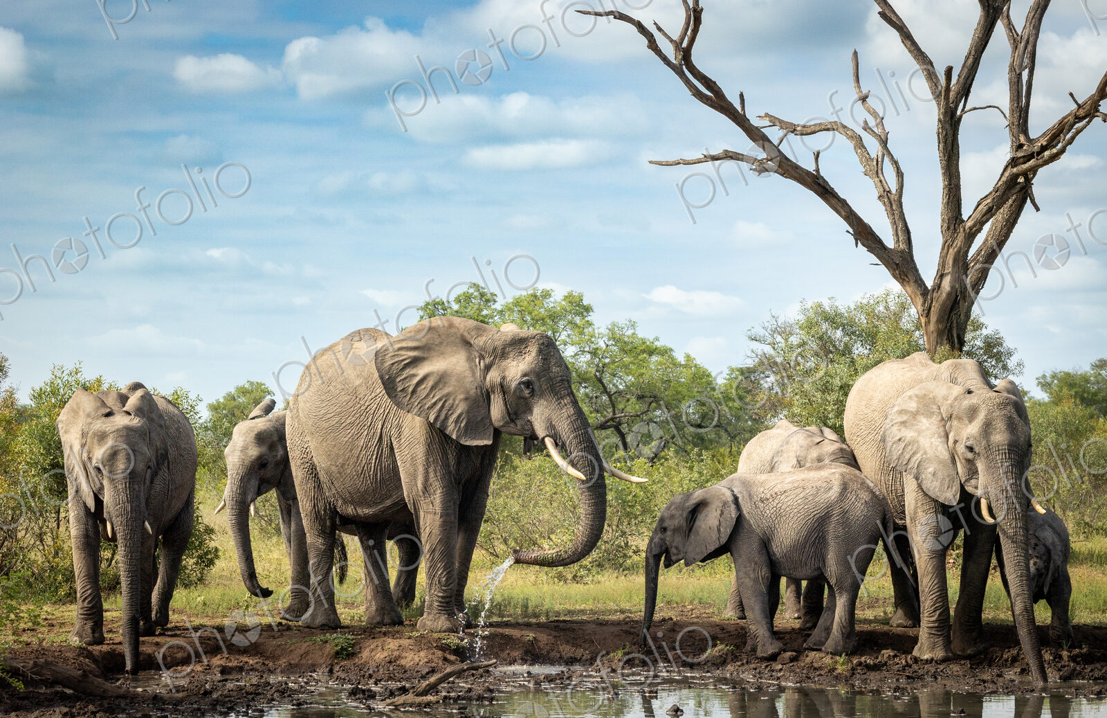 A breeding herd of elephants, Loxodonta africana, drinking at a dam.