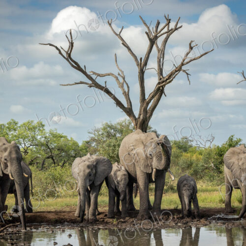 A breeding herd of elephants, Loxodonta africana, drinking at a dam. A breeding herd of elephants, Loxodonta africana, drinking at a dam.