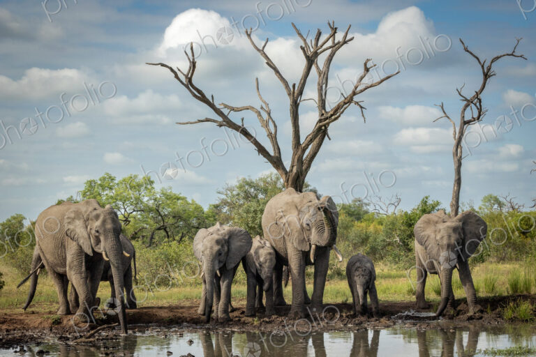 A breeding herd of elephants, Loxodonta africana, drinking at a dam.