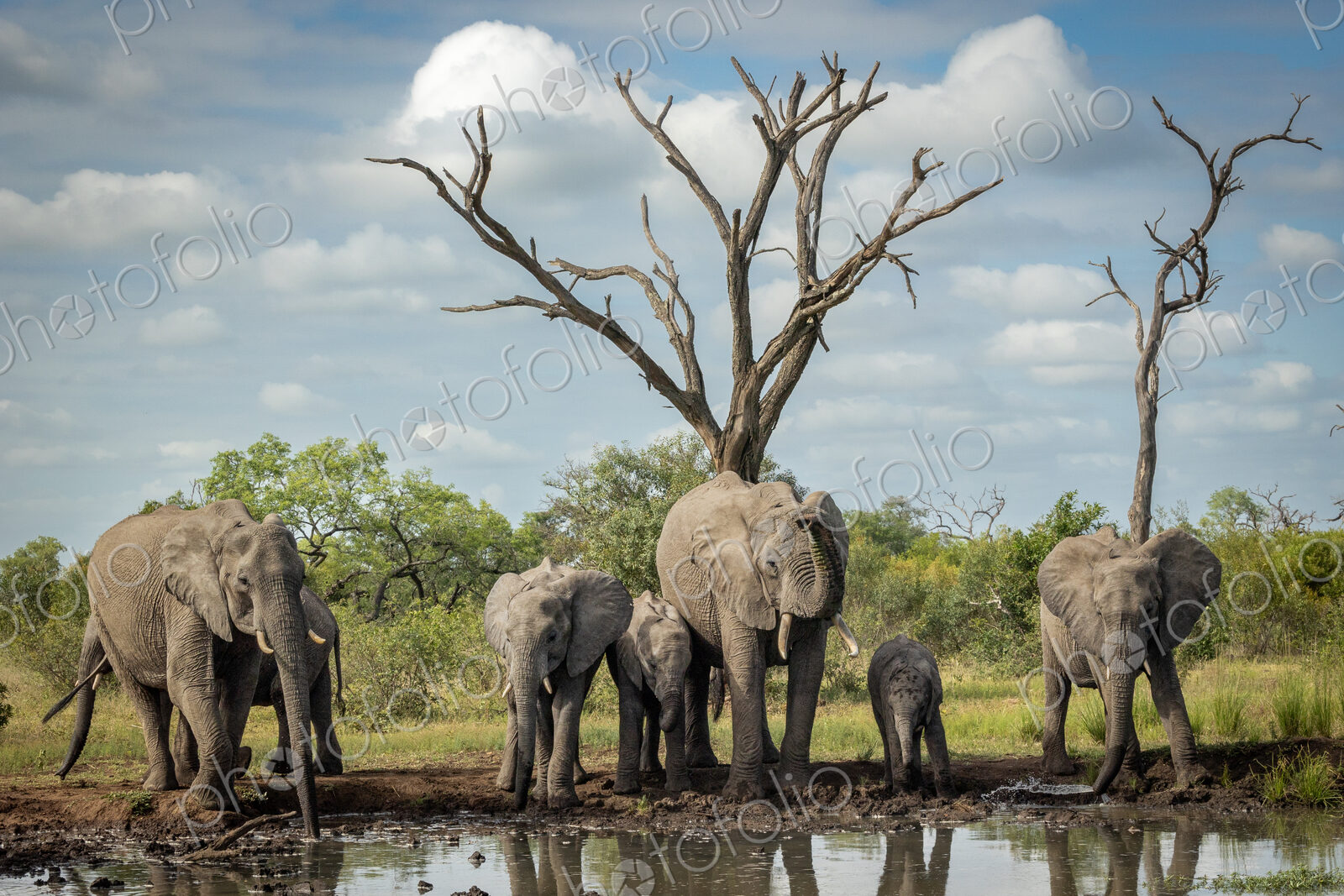 A breeding herd of elephants, Loxodonta africana, drinking at a dam.