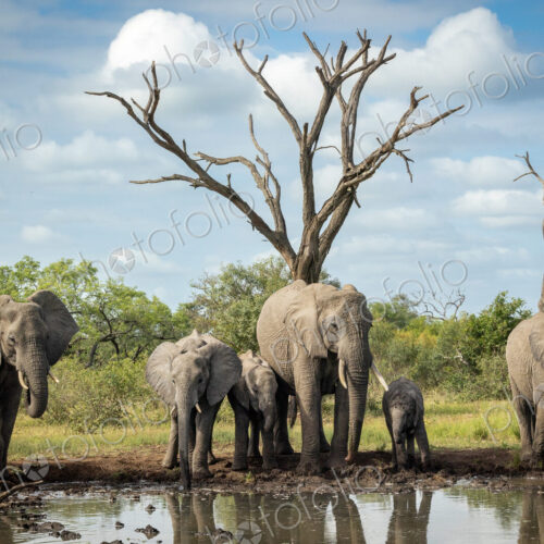 A breeding herd of elephants, Loxodonta africana, drinking at a dam. A breeding herd of elephants, Loxodonta africana, drinking at a dam.