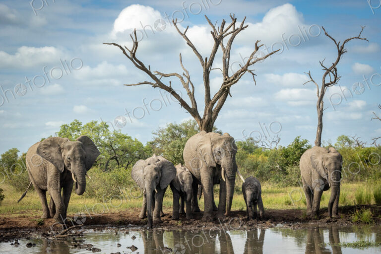 A breeding herd of elephants, Loxodonta africana, drinking at a dam.
