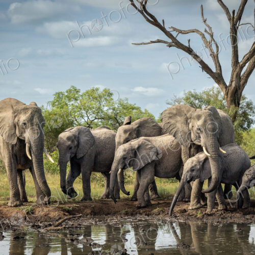 A breeding herd of elephants, Loxodonta africana, drinking at a dam. A breeding herd of elephants, Loxodonta africana, drinking at a dam.
