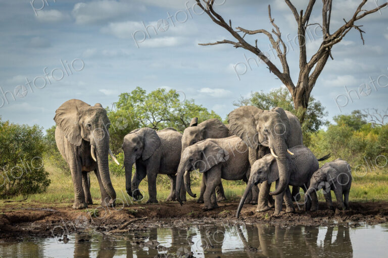 A breeding herd of elephants, Loxodonta africana, drinking at a dam.