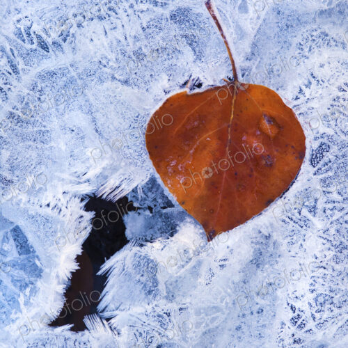 A brown autumn aspen leaf lying on top of an icy frosted surface. A brown autumn aspen leaf lying on top of an icy frosted surface.