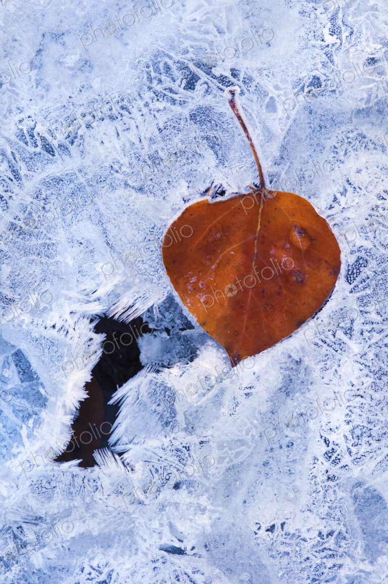 A brown autumn aspen leaf lying on top of an icy frosted surface.