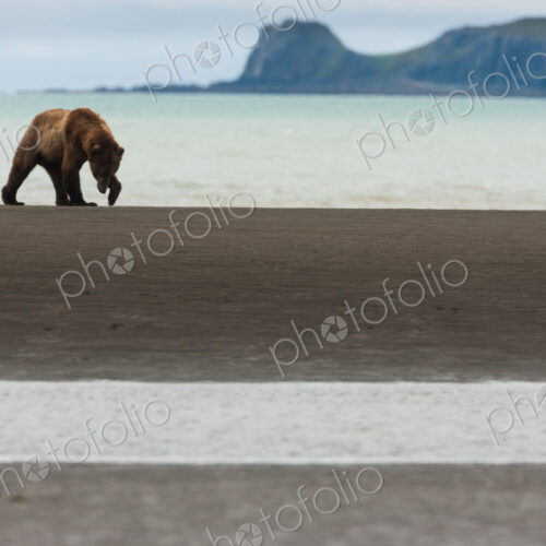 A brown bear in Katmai National Park, walking along the sea shore. A brown bear in Katmai National Park, walking along the sea shore.