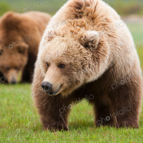 A brown bear on grassland at Katmai National park. A brown bear on grassland at Katmai National park.