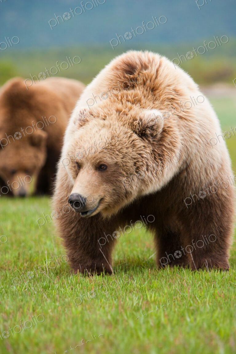 A brown bear on grassland at Katmai National park.