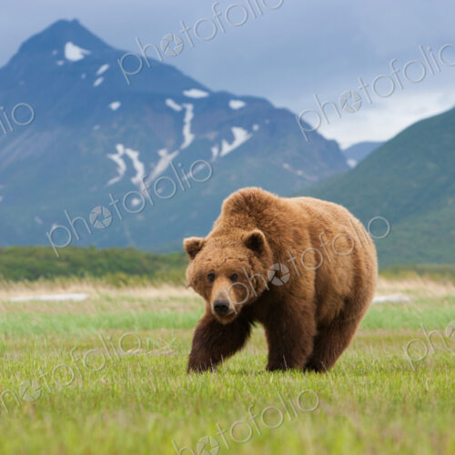 A brown bear on grassland at Katmai National park. A brown bear on grassland at Katmai National park.