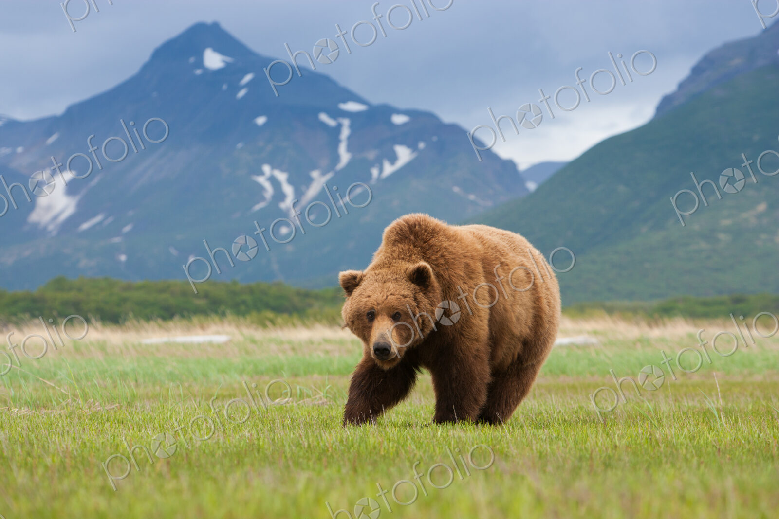 A brown bear on grassland at Katmai National park.