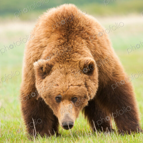 A brown bear on grassland at Katmai National park. A brown bear on grassland at Katmai National park.