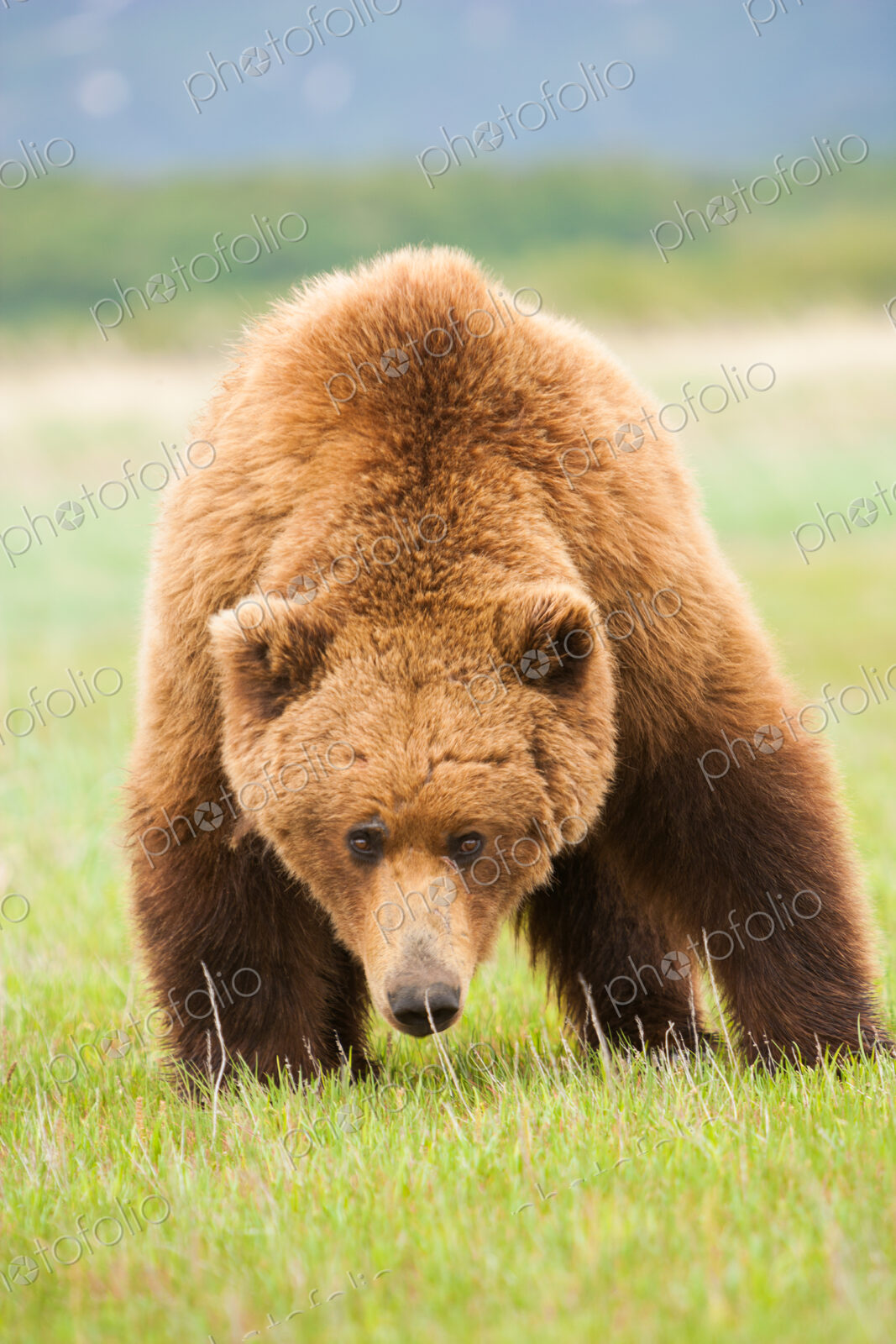 A brown bear on grassland at Katmai National park.